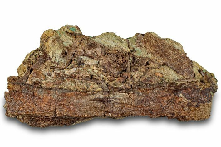 Fossil Dinosaur Bones & Tendons in Sandstone - Wyoming #292625